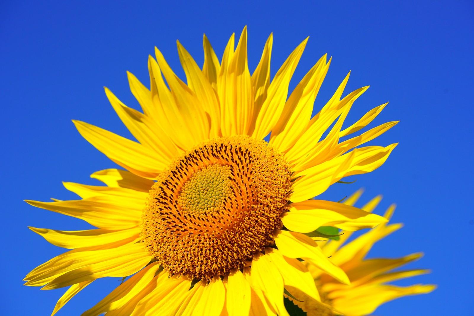 solros
