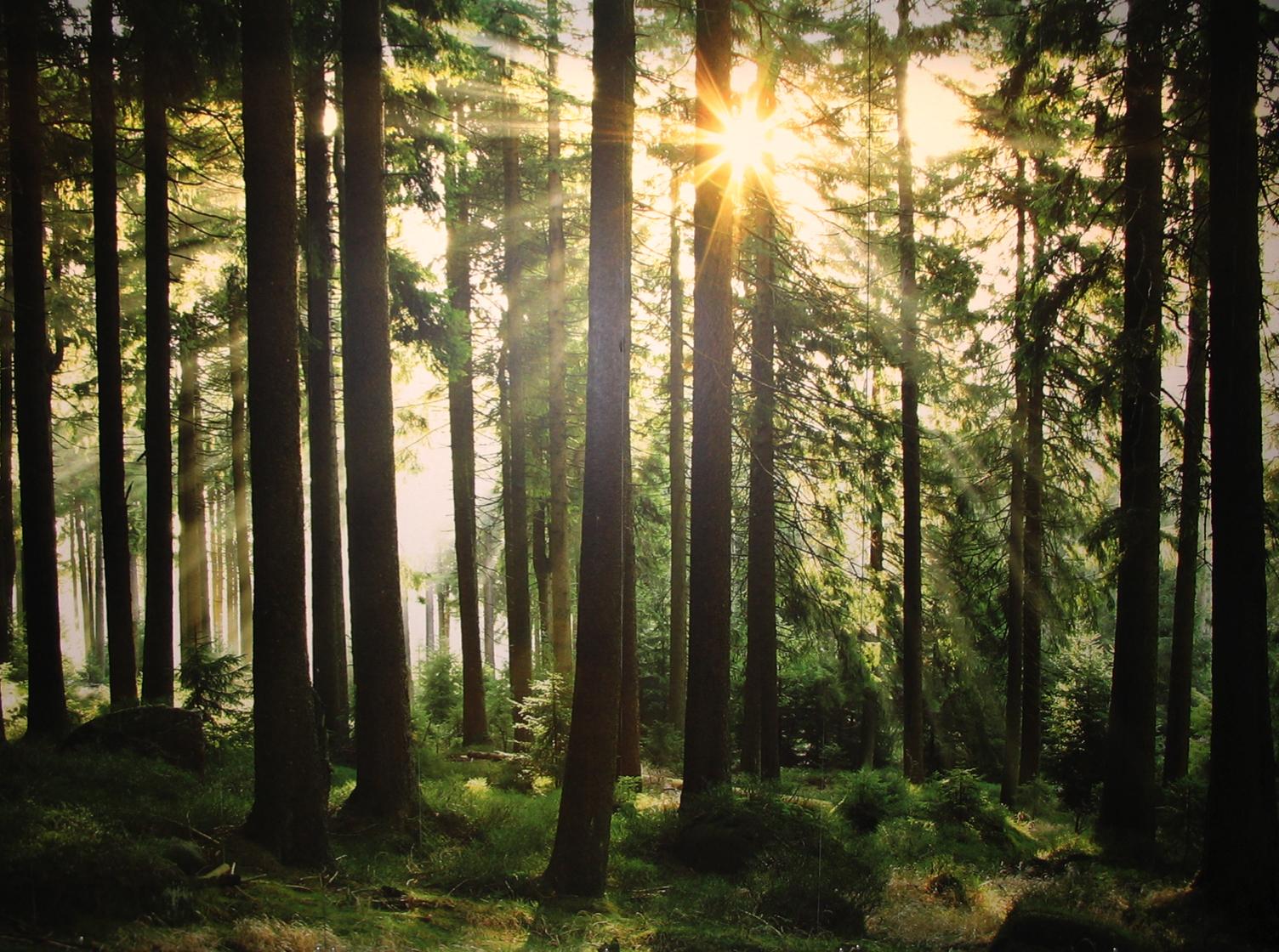 skog