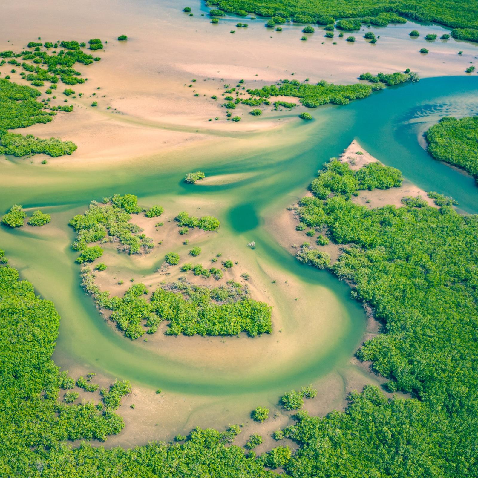 Flygbild mangroveskog