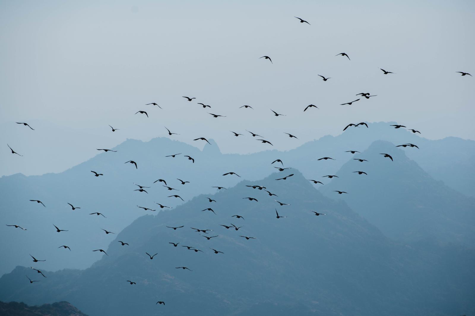 flock of birds with mountains and grey sky