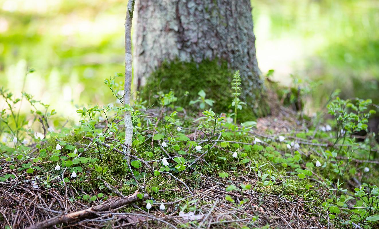 Blommor vid träd