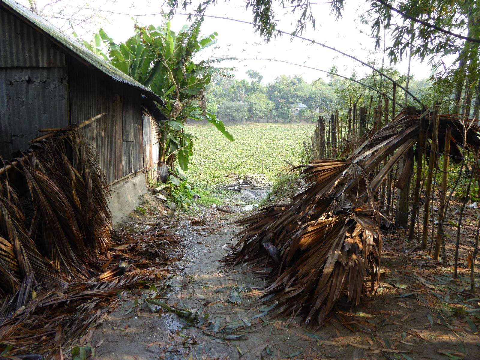 Skydd mot översvämning i Bangladesh