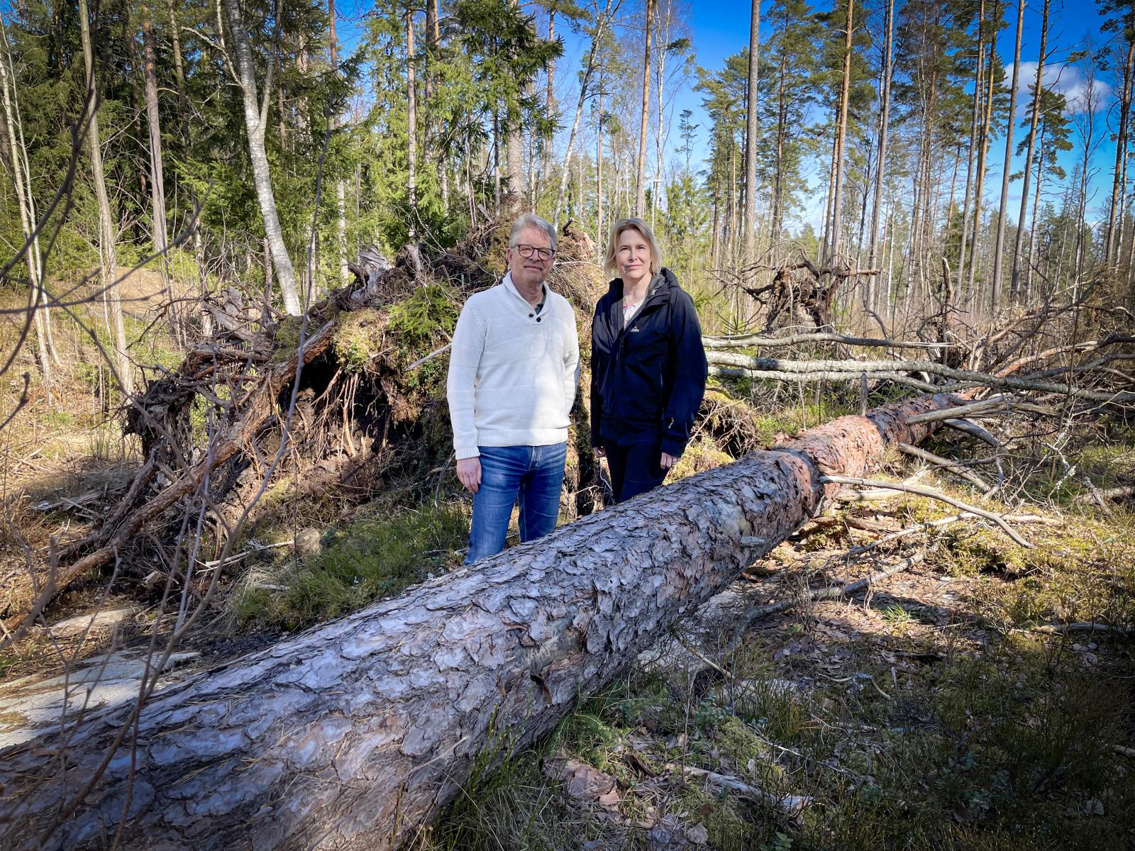 Fredrik Wikström och Helén Williams vid en vindfälld tall i skogen
