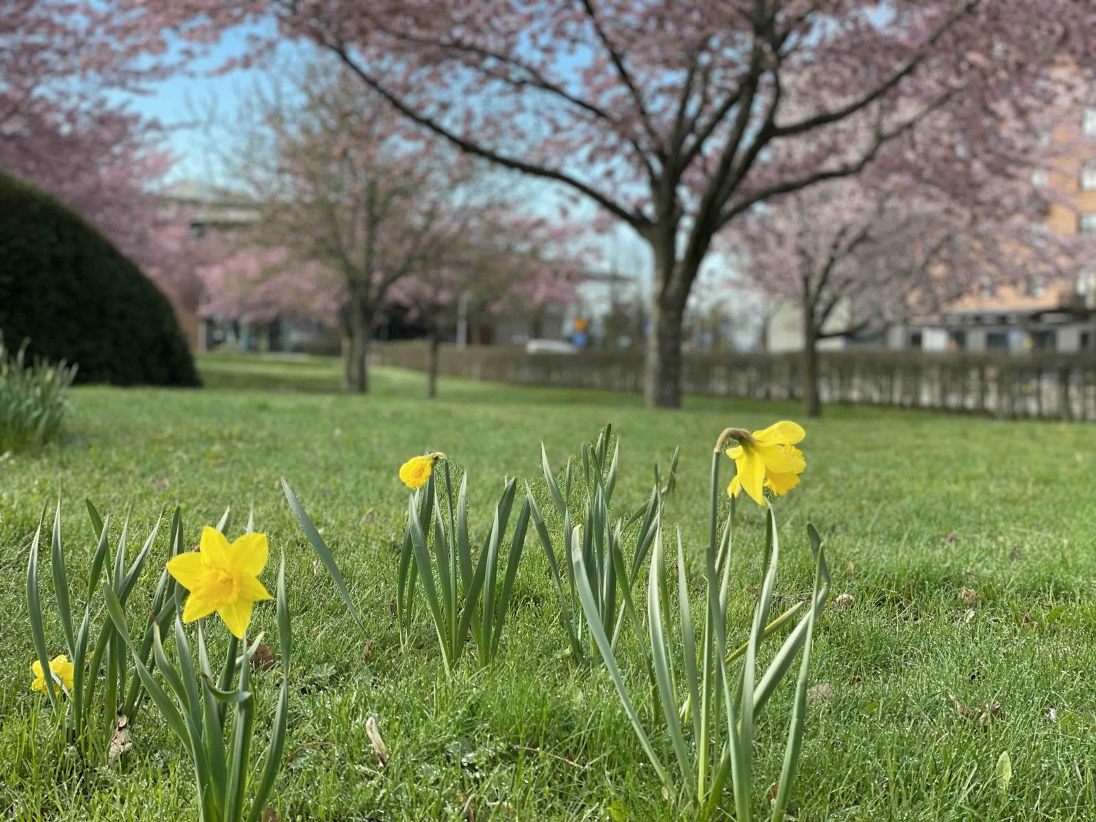 Universitetsparken och vårblommor
