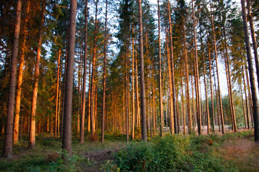 skog