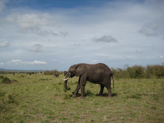 Elefant i Kenya
