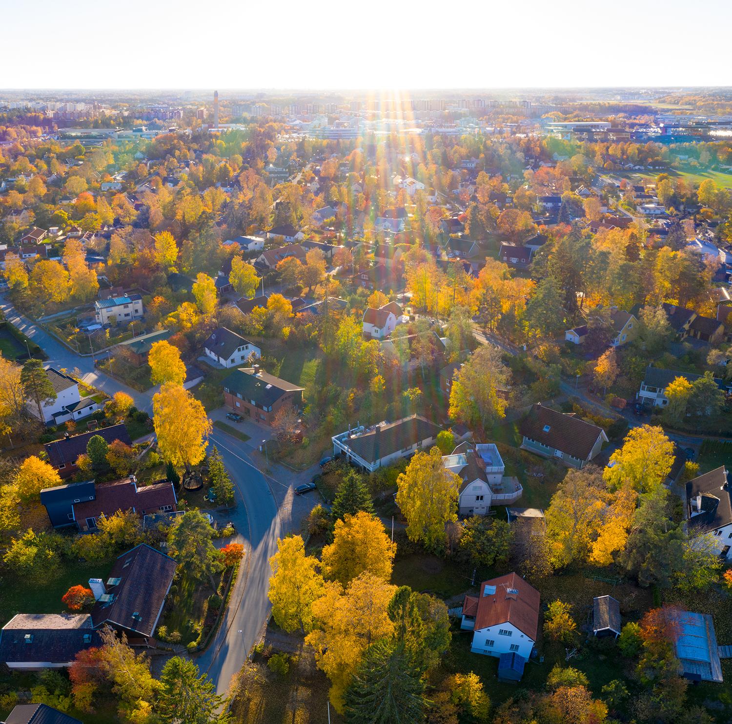 suburban area with trees from an above perspective