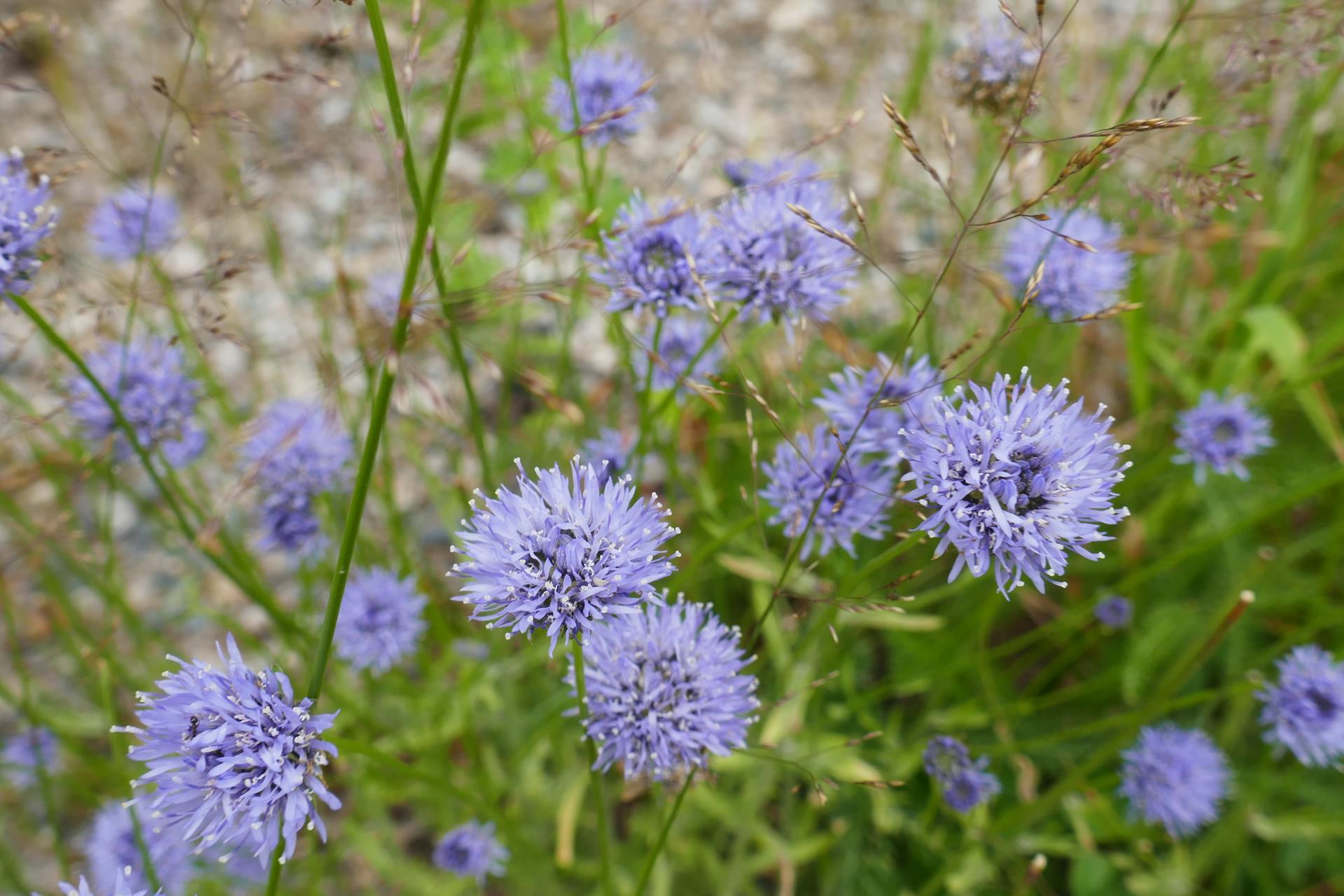 Blommor vid vägkant