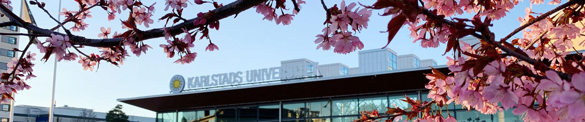 Karlstad university cherry blossom