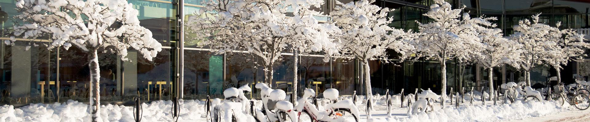 Snow on trees outside the main entrance