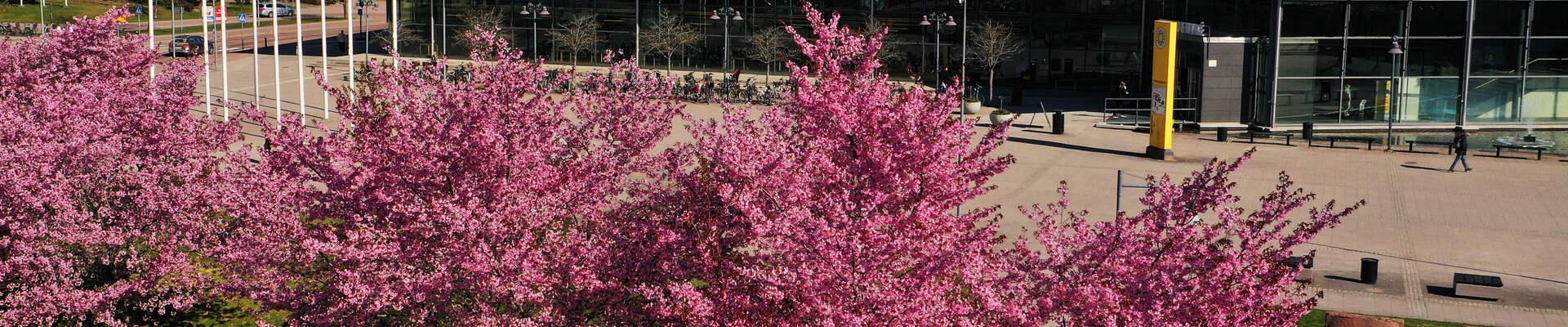 körsbärsblomning