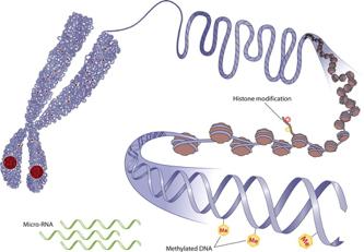  Different epigenetic mechanisms: methylated DNA, modifications of histones and micro-RNAs