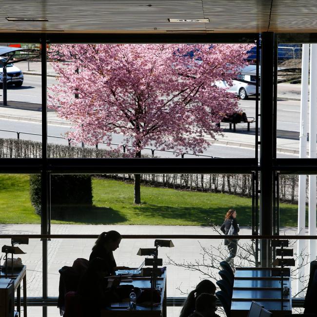 Blommande körsbärsträd sett genom fönstret i biblioteket