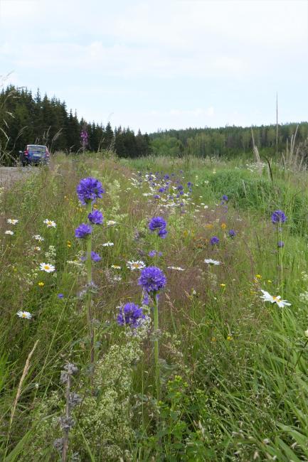 Blommande skogsklockor (Campanula cervicaria) längs en artrik vägkant i Värmland