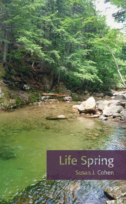 A stream in a forest 