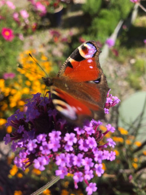 Fjäril på blomma