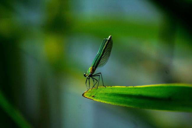 Dragonfly