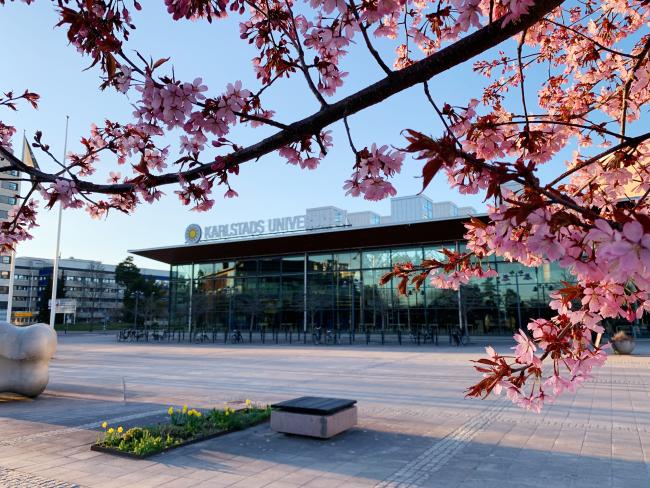 En gren med körsbärsblom framför universitetet