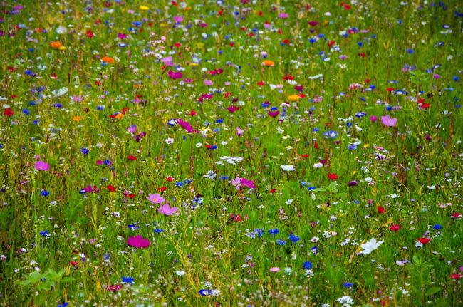 blomsteräng