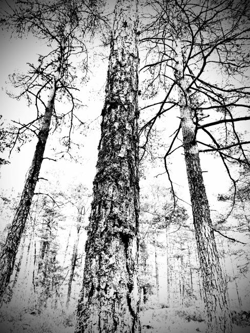 Trädstam i svartvitt