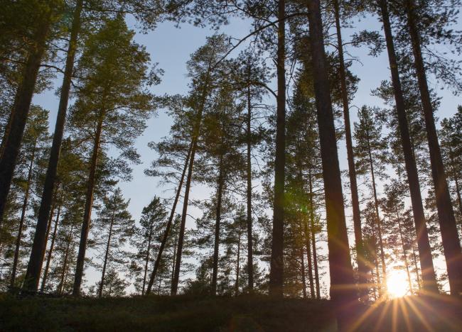 Sol som går ner bakom träden i en tallskog.