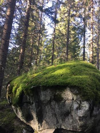 Stor sten med mossa i granskog