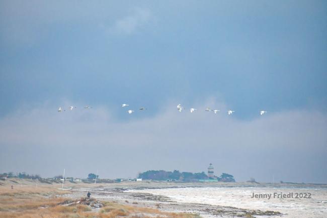 Sandstrand med fåglar som flyger och Falsterbo i bakgrunden