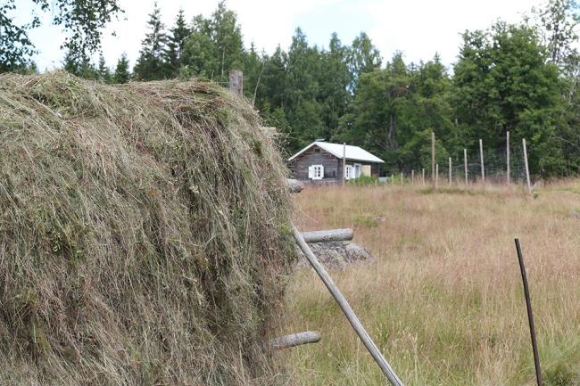 Hö på åker med hus i bakgrunden