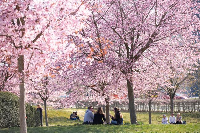 Studenter sitter under blommande körsbärsträd i Universitetsparken