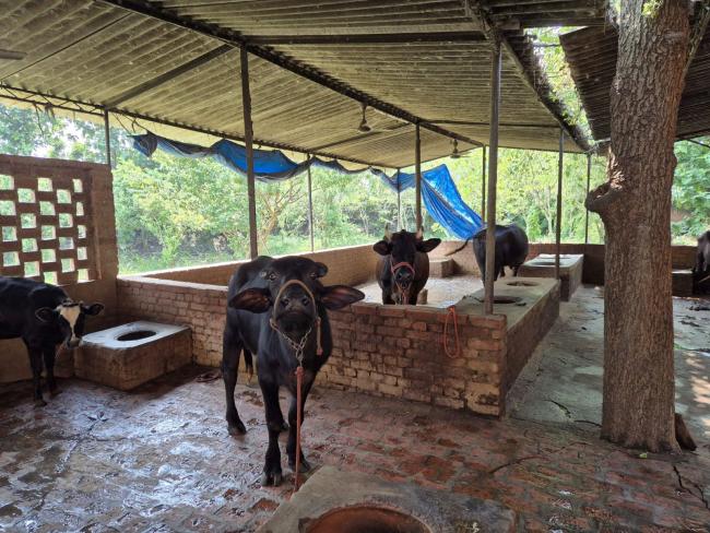 Kiran Village har egna kor som de får mjölk från till barnen i framförallt förskolan. 