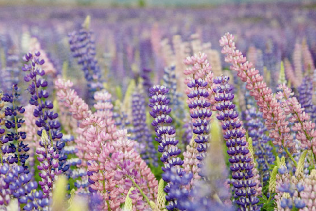 En äng med blomsterlupiner