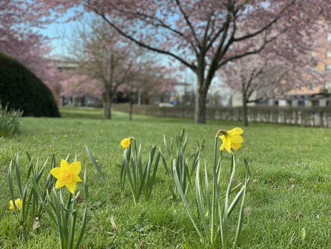 Universitetsparken och vårblommor
