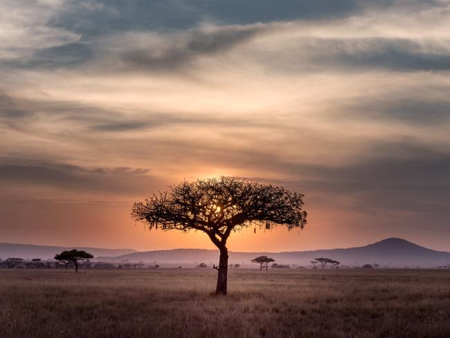 Tree in Serengeti