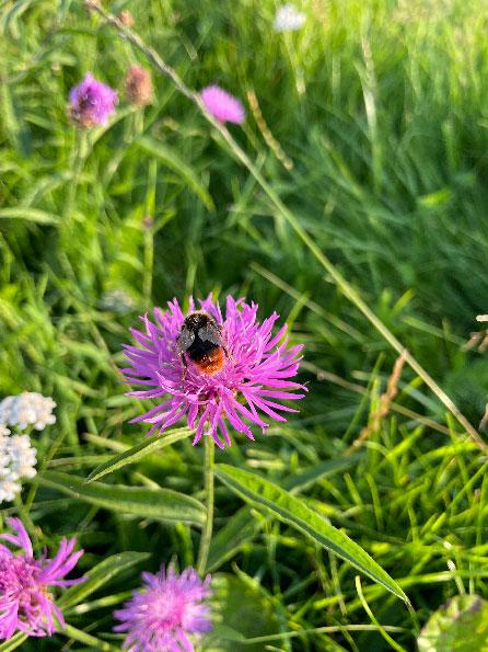 Humla suger nektar från klöverblomma