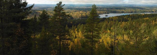 Skog och sjö