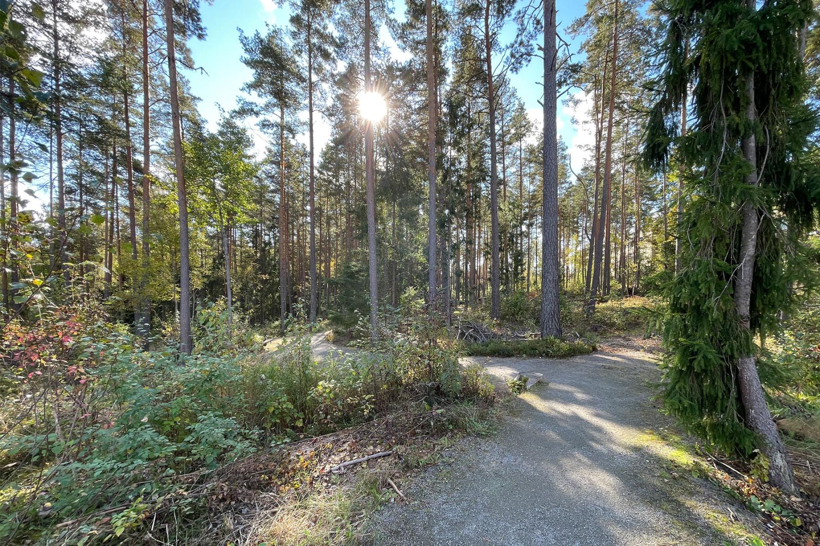 Promenadslinga i skogen