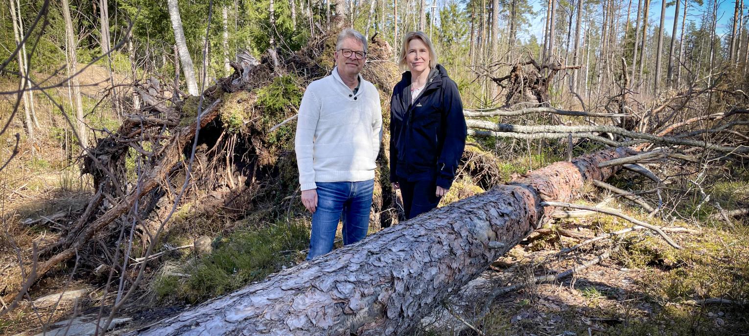 Fredrik Wikström och Helén Williams vid en vindfälld tall i skogen