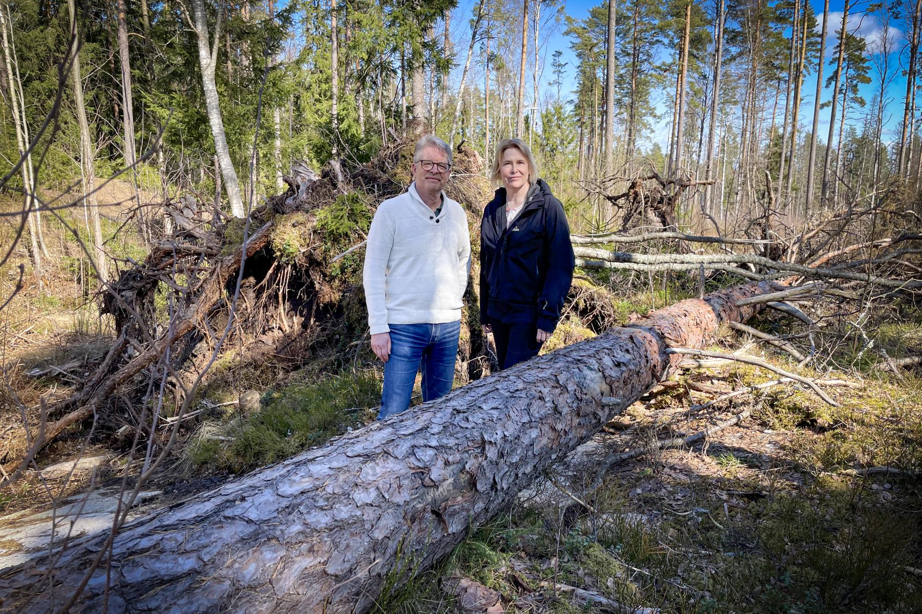 Fredrik Wikström och Helén Williams vid en vindfälld tall i skogen